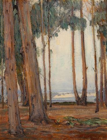 Eucalyptus Grove