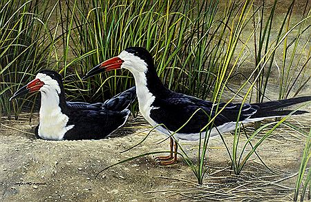 Black Skimmer Bird