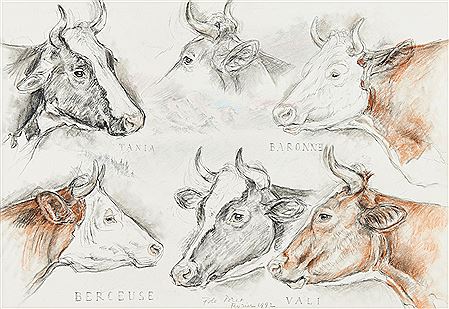 Etudes de vaches