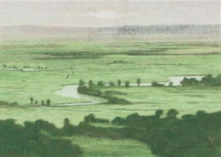 Wetland: Summer