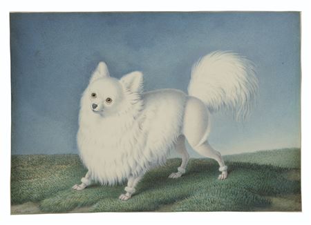 A white dwarf Spitz