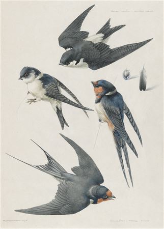 Studies of a house martin and a swallow