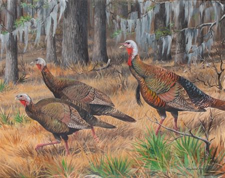 Wild Turkey