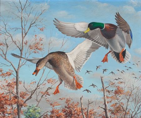 Mallards Ducks, Banking for Landing