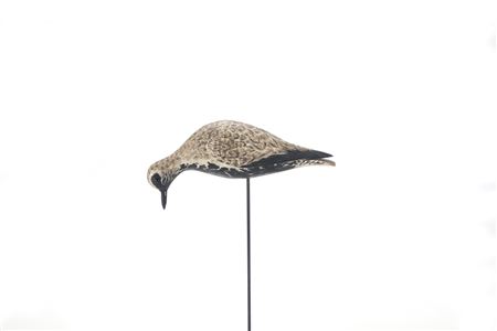The Waring Feeding Dust-Jacket Plover
