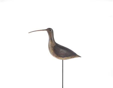 Tieger Long-Billed Curlew