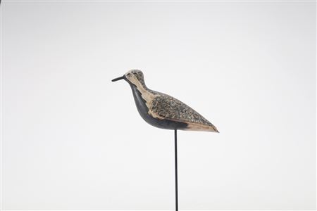 Black-Bellied Plover