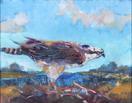 Osprey