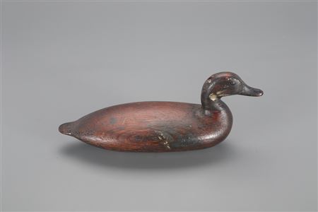 Blue-Winged Teal