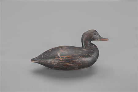 Blue-Winged Teal