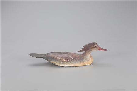 Swimming Merganser