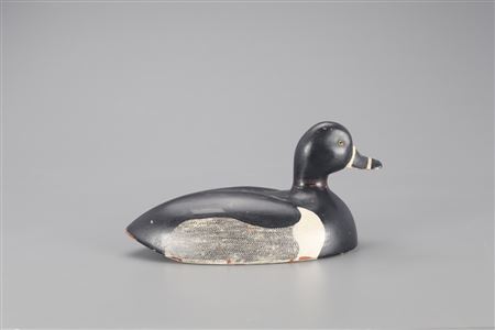 Ringnecked Duck