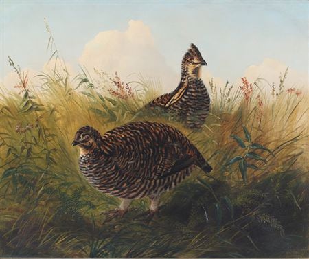 Sage Grouse Pair