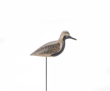 Black-Bellied Plover