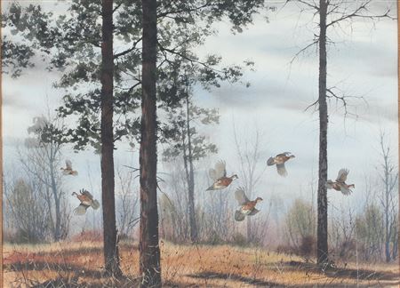 Bobwhite Quail