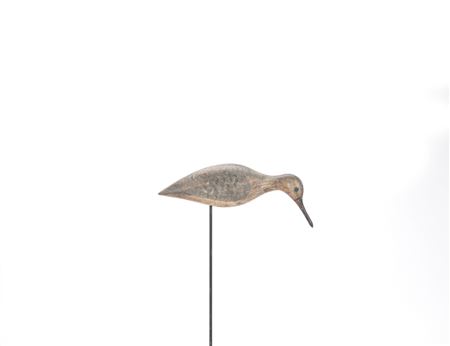 Rare Feeding Yellowlegs