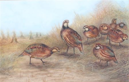 Quail