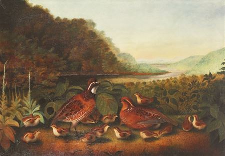 Bob White Quail