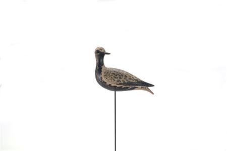 The Waring Turned-Head Dust-Jacket Plover