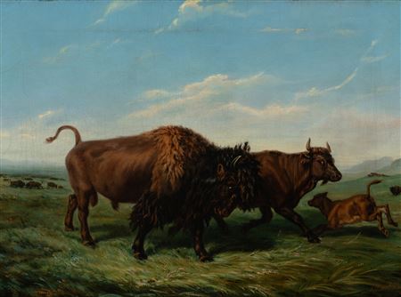 American Bison
