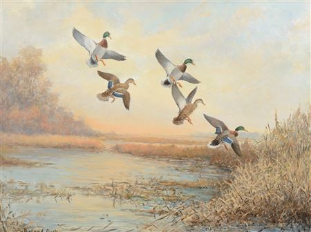Mallards