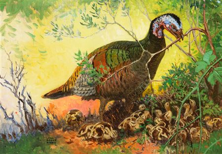 Wild Turkey and Chicks
