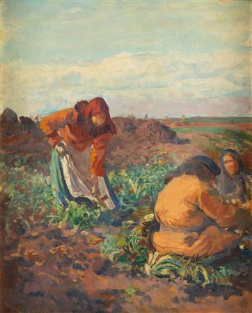Crop of beetroots, 1911