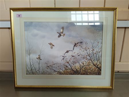 Grey partridges in flight