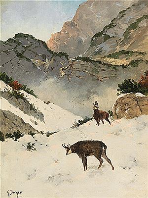 Gämsen im Hochgebirge