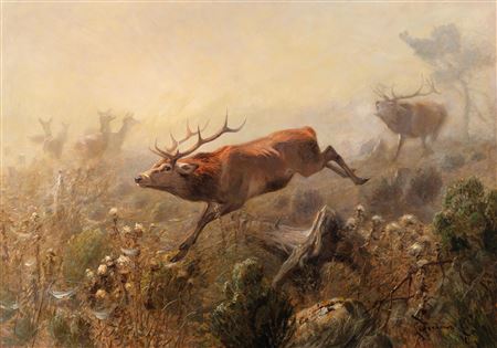 Stags in the Mountains