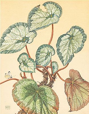 Sample artwork by Alfred Bareis (1899 - 1969), known for landscape, portrait, still life painting - View similar artists and auction records