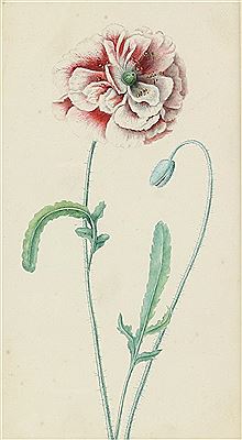 Poppy flower and bud by Margaret Meen - Auction record, sale price, and art valuation. Compare with similar artists and explore comparable artworks.