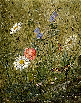 Wiesenstück mit Mohnblumen, Glockenblume, Margeriten und einem kleinem Fuchs (Aglais urticae)