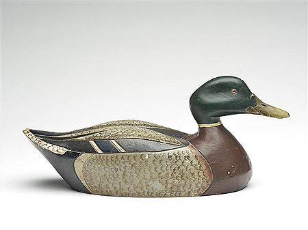 Exceptional mallard drake