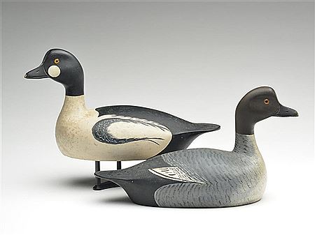 Pair of goldeneye