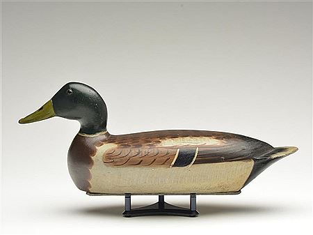 Strong mallard drake