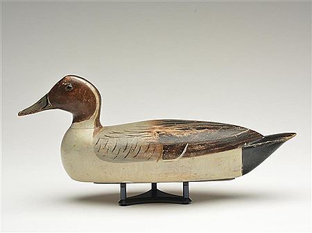 Pintail drake