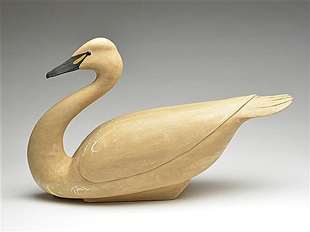 Rare Tundra swan