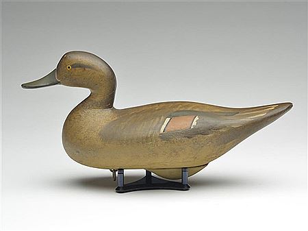 Fine pintail hen