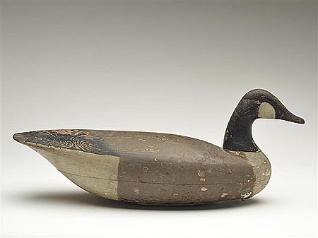 Canada goose