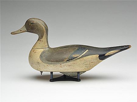 Early pintail drake