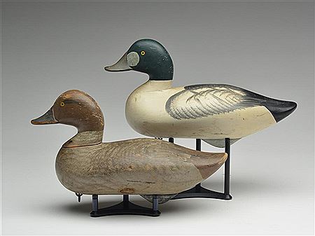 Pair of goldeneye