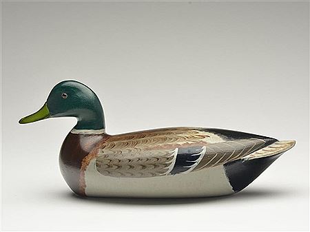 Outstanding mallard drake