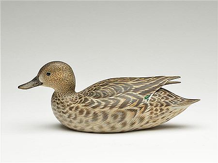 Greenwing teal hen
