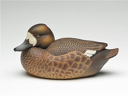 Scaup hen in resting pose