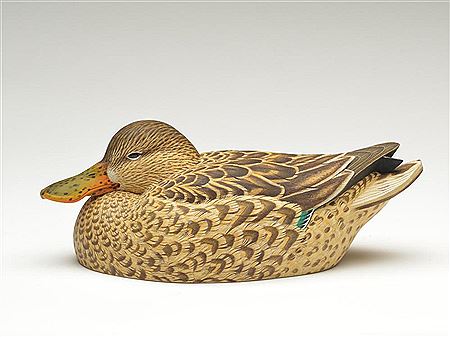 Shoveler hen