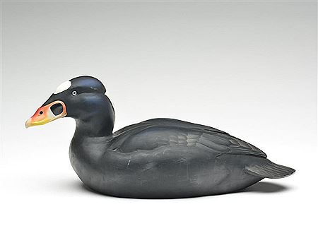 Surf scoter drake