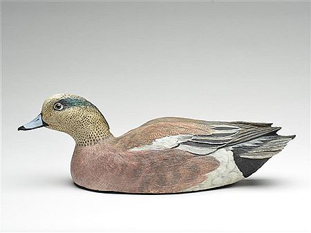 Swimming widgeon drake