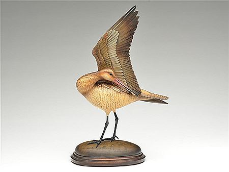 Preening marbled godwit