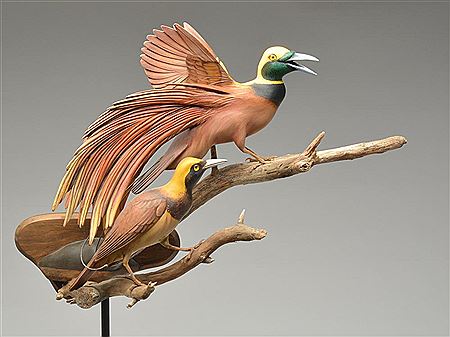 Birds of paradise